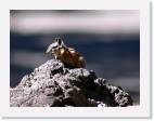 chipmunk * 800 x 605 * (49KB)