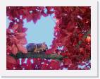 squirrel_maple * 800 x 604 * (78KB)