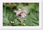 bee_on_flower * 800 x 533 * (36KB)