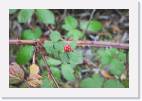 berry * 800 x 533 * (44KB)