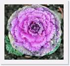 cabbage * 800 x 760 * (109KB)