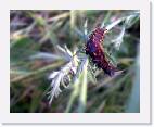 caterpillar * 800 x 636 * (48KB)