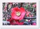 flowers2 * 800 x 533 * (129KB)