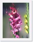 glads * 600 x 800 * (45KB)