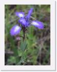 iris * 600 x 800 * (33KB)