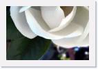 magnolia * 800 x 533 * (24KB)