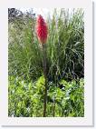 paintbrush * 567 x 800 * (138KB)