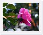 rose * 800 x 627 * (40KB)