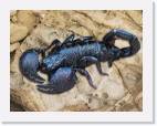 scorpion_rock * 800 x 620 * (98KB)