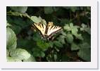 swallowtail * 800 x 533 * (43KB)