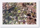 Tide_pool * 800 x 533 * (170KB)