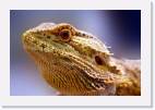 Bearded_dragon * 800 x 533 * (57KB)