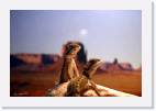 Bearded_dragons * 800 x 533 * (26KB)