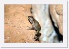 cathedral_frog * 800 x 533 * (51KB)