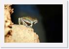 cathedral_frog_jump * 800 x 533 * (29KB)