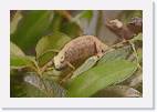 chameleon * 800 x 533 * (69KB)