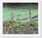 Quail_fence * 800 x 722 * (125KB)