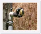 bird_faucet * 800 x 641 * (52KB)