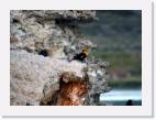 bird_mono_lake * 800 x 585 * (57KB)