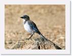 blue_jay * 800 x 598 * (57KB)