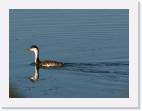 coot * 800 x 596 * (26KB)