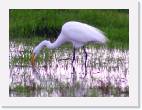 cosumnes_egret2 * 800 x 588 * (79KB)