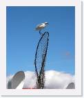 egret_net * 668 x 800 * (47KB)