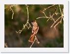 fly_catcher * 800 x 588 * (37KB)