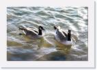 geese * 800 x 537 * (73KB)