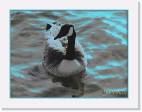 goose * 800 x 602 * (57KB)