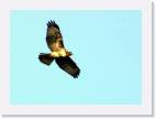 hawk4 * 800 x 577 * (28KB)