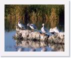 pelicans_close * 800 x 634 * (122KB)