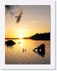 sunset_stump_raptor * 621 x 800 * (53KB)