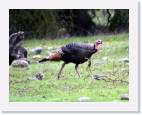 turkey * 800 x 627 * (70KB)