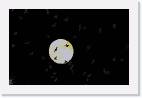 bats_moon * 800 x 508 * (15KB)