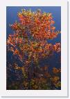 fall * 533 x 800 * (145KB)