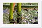 pond_close * 800 x 497 * (78KB)
