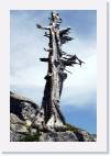 shot_rock_tree * 533 x 800 * (63KB)